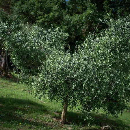 Poggio Paradiso & 度假村